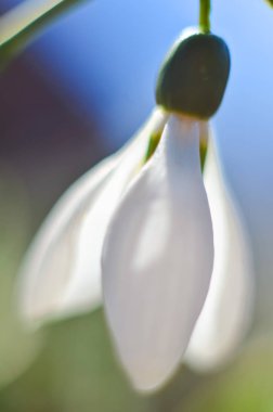 Bir kardelen çiçek makro çekim. Güneşli bir günde erken baharda büyüyen beyaz kardelen. seçici odak, metin için boşluk kopyalama.