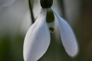Bir kardelen çiçek makro çekim. Güneşli bir günde erken baharda büyüyen beyaz kardelen. seçici odak, metin için boşluk kopyalama.