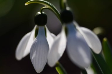 Bir kardelen çiçek makro çekim. Güneşli bir günde erken baharda büyüyen beyaz kardelen. seçici odak, metin için boşluk kopyalama.