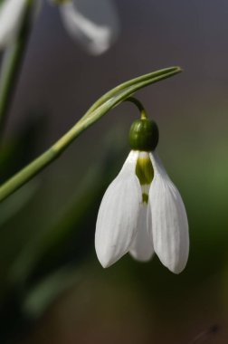 Bir kardelen çiçek makro çekim. Güneşli bir günde erken baharda büyüyen beyaz kardelen. seçici odak, metin için boşluk kopyalama.