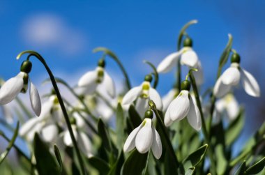 Kardelen veya ortak kar damlası (Galanthus nivalis) çiçekler. Bulutlarla mavi gökyüzüne karşı beyaz çiçekler. seçici odak.