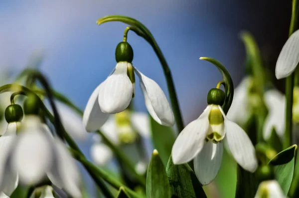 Подснежник Обычный Подснежник Galanthus Nivalis Цветы Белые Цветы Против Голубого — стоковое фото