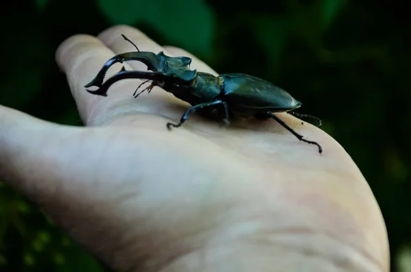 私の手に大きなスタッグカブトムシ ルカナスセルヴス のマクロ画像は ヨーロッパで最大のカブトムシの一つです コレオプテラの順序に属し 角の家族は Iucn Rによって脅かされる近くに記載されています — ストック写真