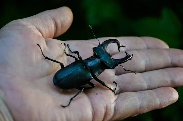 Macro Image Big Stag Beetle Hand Lucanus Cervus One Biggest — Stock Photo, Image