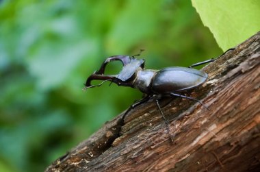 Geyik böceği ağacın üzerinde. Lucanus Cervus
