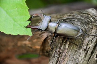 Geyik böceği ağacın üzerinde. Lucanus Cervus