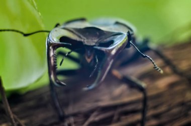 Geyik böceği ağacın üzerinde. Lucanus Cervus