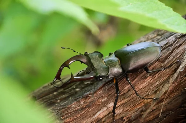 Geyik Böceği Ağacın Üzerinde Lucanus Cervus — Stok fotoğraf