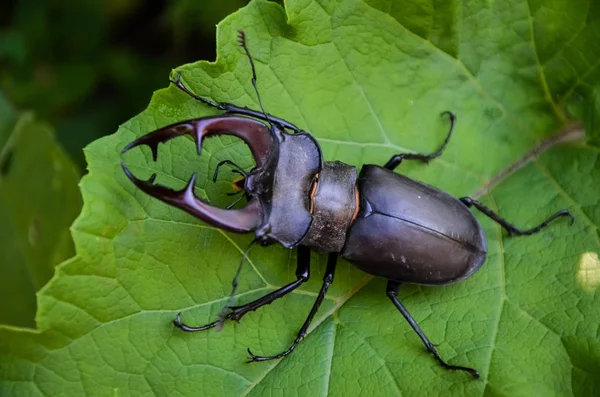 Escarabajo Está Árbol Lucanus Cervus —  Fotos de Stock