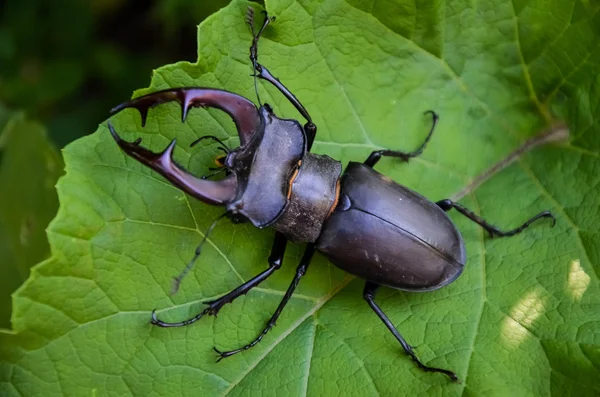 Deer Beetle Tree Lucanus Cervus — Stock Photo, Image