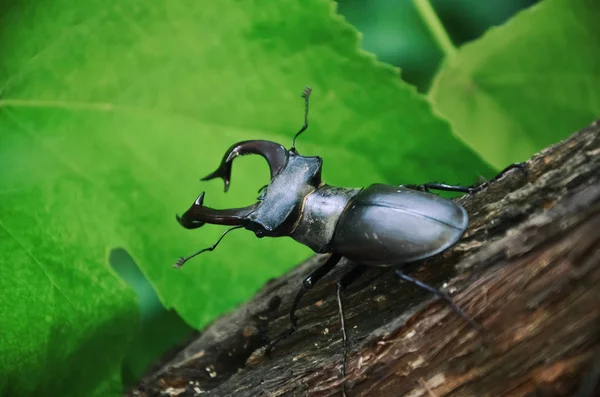 Besouro Veado Está Árvore Lucano Cervus — Fotografia de Stock