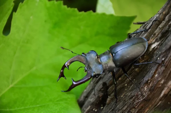 Dendroctone Cerf Est Sur Arbre Lucanus Cervus — Photo