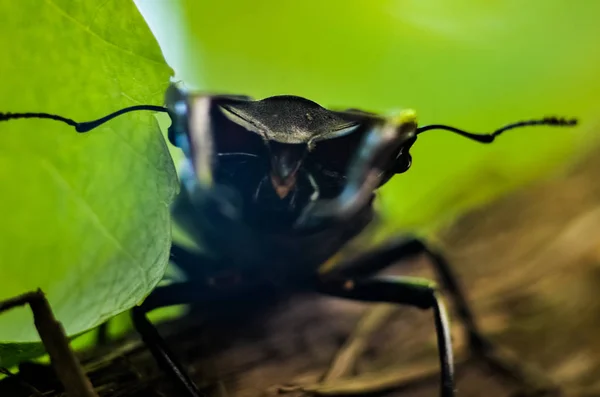 Escarabajo Está Árbol Lucanus Cervus —  Fotos de Stock