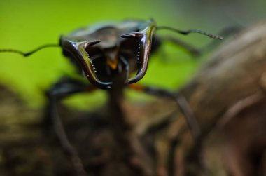 Stag beetle Lucanus cervus ahşap üzerine. Kırmızı liste nadir böcek makro görünümü, sığ derinliği alan. Seçici odak