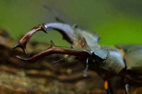 Lucanus 鹿在木头上 红色名录罕见昆虫宏观来看 浅埋场 选择性的焦点 — 图库照片