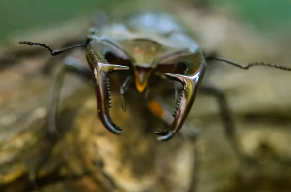 Escarabajo Ciervo Lucanus Cervus Madera Lista Roja Vista Macro Insectos — Foto de Stock