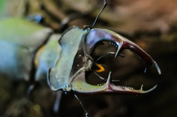 Escarabajo Ciervo Lucanus Cervus Madera Lista Roja Vista Macro Insectos —  Fotos de Stock
