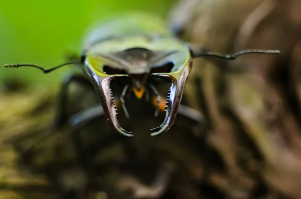 木にクワガタ Lucanus Cervus レッドリスト珍しい昆虫マクロの表示 浅い被写し界深度 選択と集中 — ストック写真