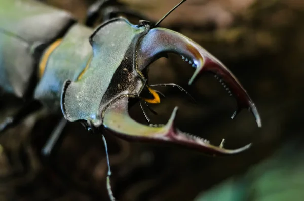 Escaravelho Lucanus Chalus Madeira Red List Visão Macro Insetos Raros — Fotografia de Stock