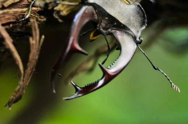 Escarabajo Ciervo Lucanus Cervus Madera Lista Roja Vista Macro Insectos —  Fotos de Stock