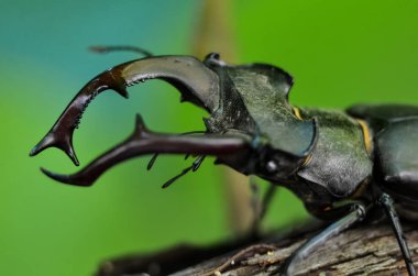 Tüm dev Stag Beetle makro yan görünümü (Lucanus Cervus) yeşil orman arka plan üzerinde ağaç Brunch ayakta 