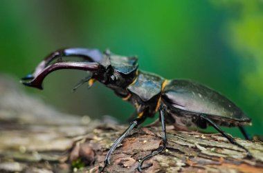 Tüm dev Stag Beetle makro yan görünümü (Lucanus Cervus) yeşil orman arka plan üzerinde ağaç Brunch ayakta 