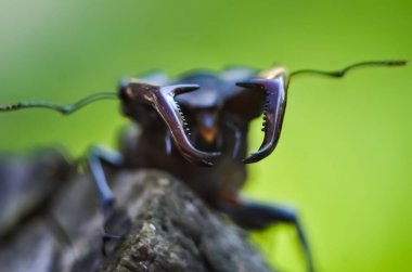 Tüm dev Stag Beetle makro yan görünümü (Lucanus Cervus) yeşil orman arka plan üzerinde ağaç Brunch ayakta 