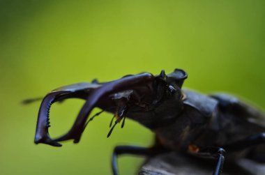 Tüm dev Stag Beetle makro yan görünümü (Lucanus Cervus) yeşil orman arka plan üzerinde ağaç Brunch ayakta 