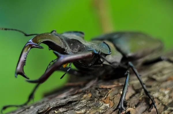 Tüm Dev Stag Beetle Makro Yan Görünümü Lucanus Cervus Yeşil — Stok fotoğraf