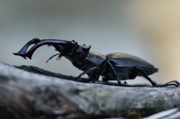 Vista Lateral Macro Del Escarabajo Gigante Entero Del Ciervo Lucanus —  Fotos de Stock