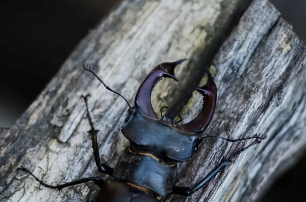 Escarabajo Ciervo Lucanus Cervus Hábitat Bosque Natural —  Fotos de Stock