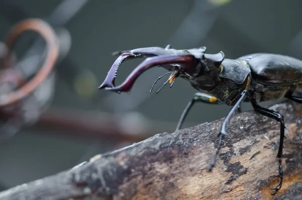 Жук Олень Lucanus Cervus Естественной Лесной Среде Обитания — стоковое фото