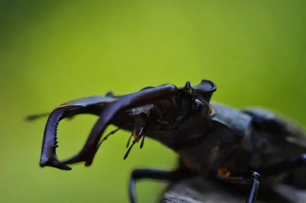 Макро Вид Сбоку Гигантского Жука Оленя Lucanus Cervus Стоящего Дереве — стоковое фото