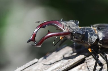 Görkemli erkek geyik böceği, Lucanus Cervus. Eski bir ağaca. doğal ortamda.