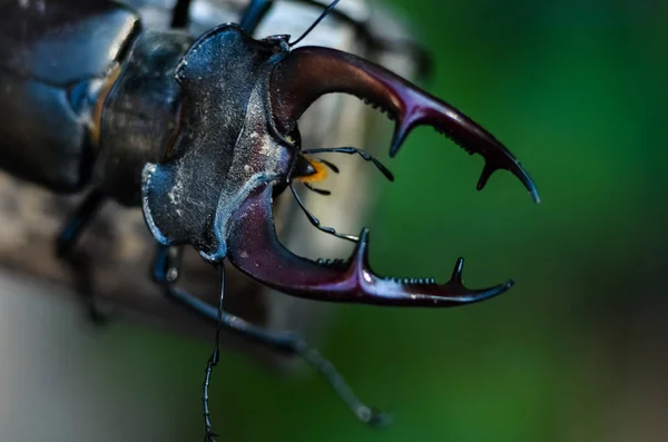 Majestuoso Escarabajo Macho Lucanus Cervus Árbol Viejo Entorno Natural —  Fotos de Stock