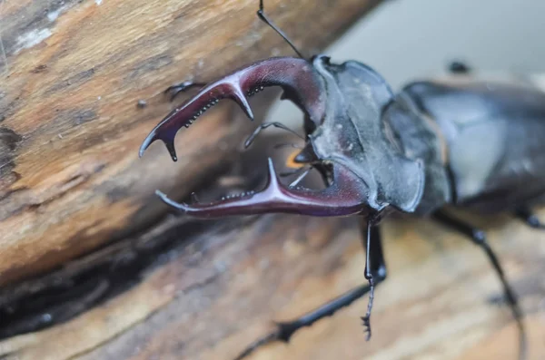 Majestuoso Escarabajo Macho Lucanus Cervus Árbol Viejo Entorno Natural —  Fotos de Stock