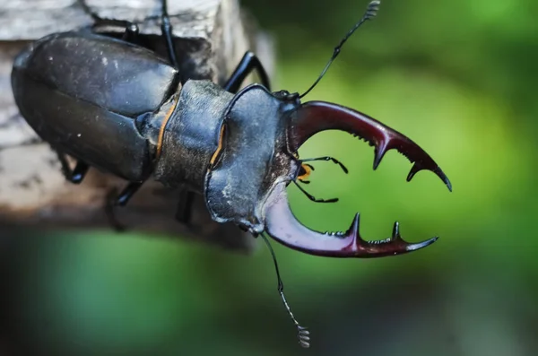 Besouro Macho Majestoso Lucanus Cervus Numa Árvore Velha Ambiente Natural — Fotografia de Stock