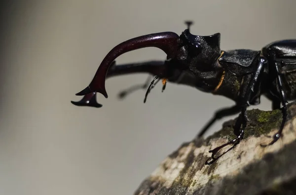 Majestuoso Escarabajo Macho Lucanus Cervus Árbol Viejo Entorno Natural —  Fotos de Stock