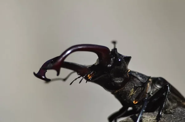 Majestuoso Escarabajo Macho Lucanus Cervus Árbol Viejo Entorno Natural —  Fotos de Stock