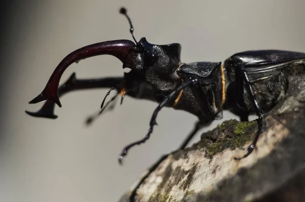 Majestueuse Coccinelle Mâle Lucanus Cervus Sur Vieil Arbre Dans Milieu — Photo