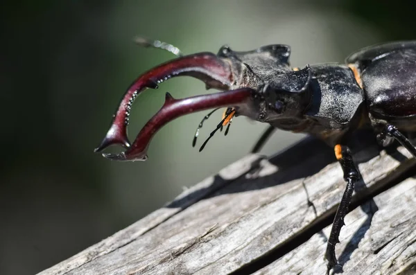 Majestatyczny Męski Chrząszcz Jelenia Lucanus Cervus Starym Drzewie Środowisku Naturalnym — Zdjęcie stockowe