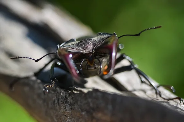 Majestic Male Stag Beetle Lucanus Cervus Old Tree Natural Environment — Stock Photo, Image