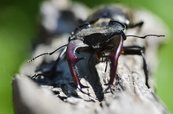 Besouro Macho Majestoso Lucanus Cervus Numa Árvore Velha Ambiente Natural — Fotografia de Stock