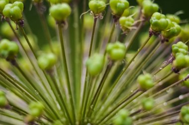 Soyut yeşil arka plan, seçici odak. Bitkide çiy, yağmurdan sonra su damlar. dekoratif çiçeklenme Allium, Dekoratif çiçek sarımsak yakın 