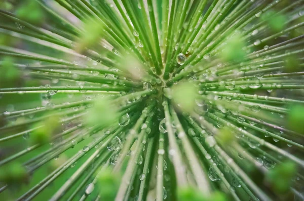 Abstract Green Background Selective Focus Dew Plant Water Drops Rain — Stock Photo, Image