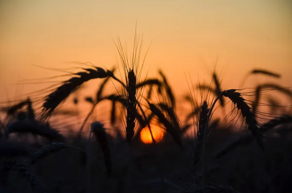 Wheat Field Sunset Background Spikelet Silhouette — Stock Photo, Image