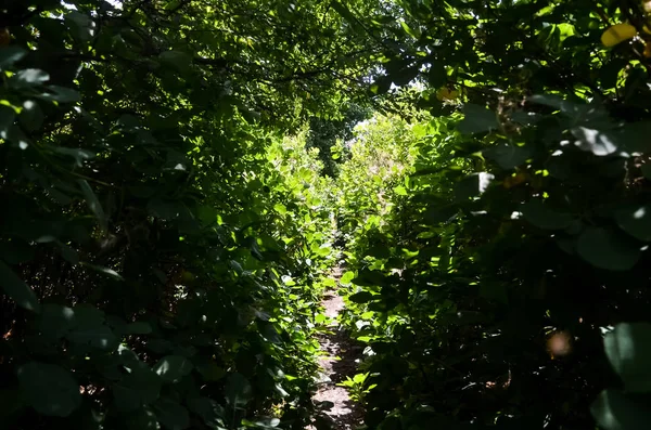 Footpath in the forest. A tunnel of green trees and bushes in the shape of a heart. square photo