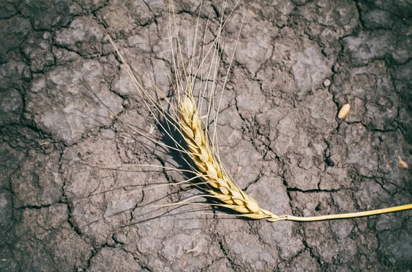 Suchý Zralý Pšeničný Hřed Leží Prasklé Půdě Trhliny Suchém Povrchu — Stock fotografie