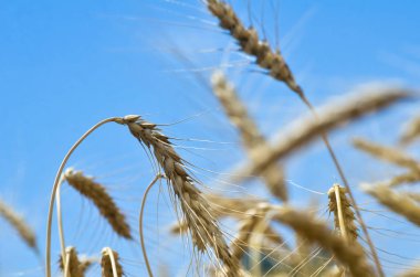 Buğday tarlası. Altın buğdayın kulakları yakın. Güneşli bir yaz gününde mavi gökyüzünün arka planında buğday kulakları. Buğday tarlasının olgunlaşma kulaklarının arka planı. Zengin hasat Kavramı