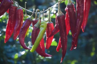 kırmızı acı biber bir iplik asılı ve sıcak bir sonbahar gününde güneşte kurutulmuş